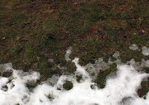 TRAITEMENT DE LA MOISISSURE DES NEIGE SUR VOTRE PELOUSE AU PRINTEMPS