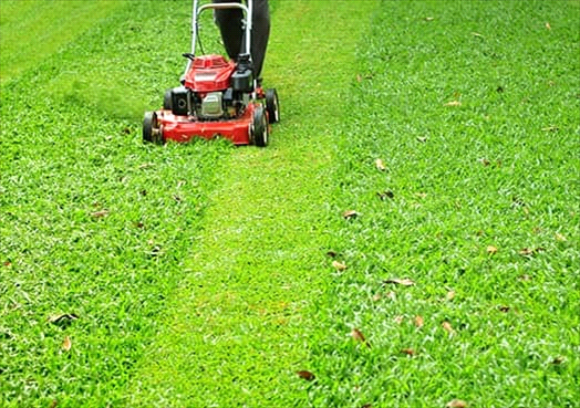 Service d'entretien de pelouse - Doit-on ramasser les feuilles mortes sur le terrain?